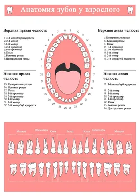 Фото зубов: Изысканные изображения для скачивания