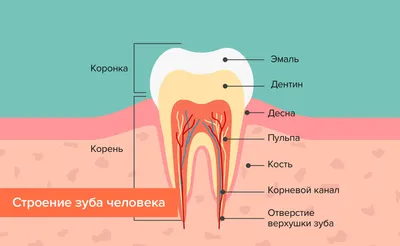 Фотографии челюсти: Выберите фото в формате JPG, PNG, WebP