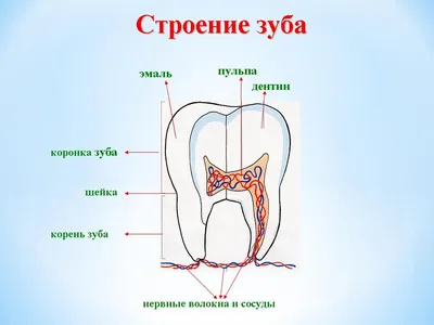 Челюсть человека в картинках: Зубы в различных форматах