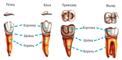 Челюсть человека в картинках: Зубы в различных форматах