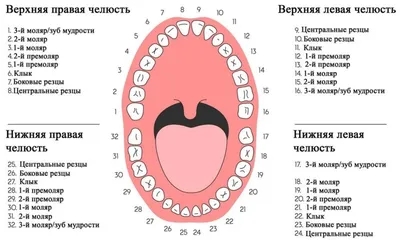 Челюсть и зубы: Разнообразие форматов и размеров изображений