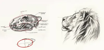 Челюсть льва  фото