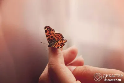 Магическая бабочка: фото высокого разрешения в формате PNG