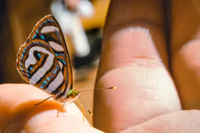 Волшебная бабочка на фото: изображение в формате WebP среднего размера
