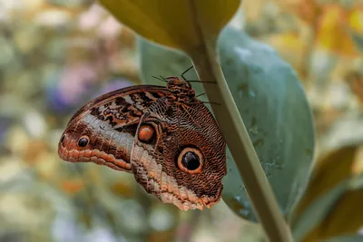 Фотография с удивительной бабочкой: картинка высокого качества в формате JPG