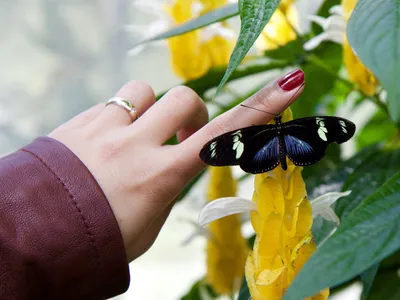 Фото природы с уникальной бабочкой: изображение в формате WebP для скачивания