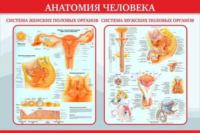 Исследуйте красоту: Изображение Человека в разных размерах