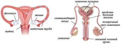 Современная эстетика: Изображение Человека в разнообразных вариантах