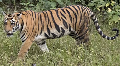 Фотография Человек тигр в формате webp с возможностью выбора размера