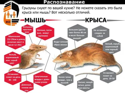 Изображение мыши и крысы: основные характеристики (PNG)