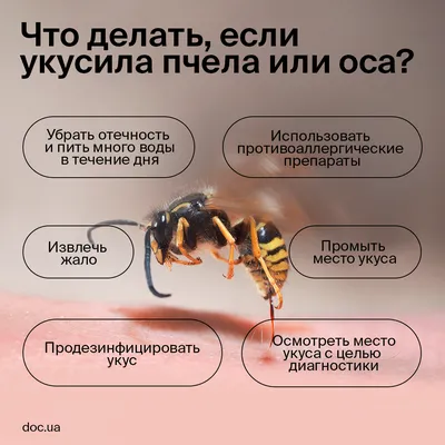 Скачать бесплатно фото пчелы в PNG