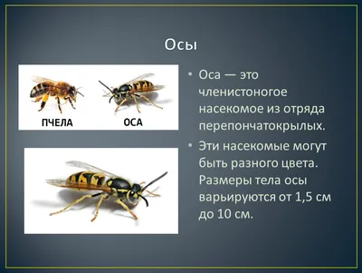 Удивительные фотографии пчел и ос: различия и сходства