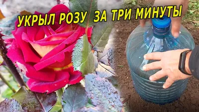 Укрывание роз на зиму в картинках: выберите формат скачивания