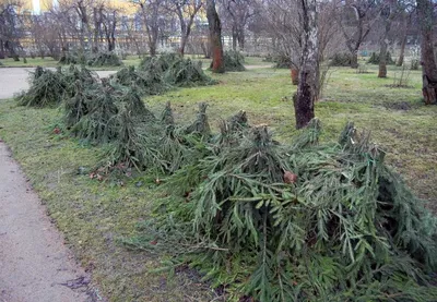 Укрытие роз на зиму: фото процесса шаг за шагом