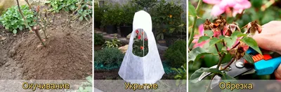 Укрывание роз на зиму в формате png: фото подборка