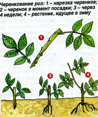 Летние розы в кадре: доступные форматы и размеры