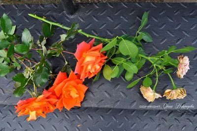 Фотографии роз с потрясающим черенкованием: выберите формат и размер