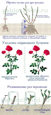 Уникальные снимки роз, украшенных потрясающим эффектом черенкования, на выбор