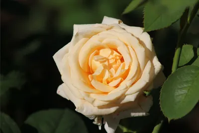 Фото роз с потрясающим черенкованием: выберите формат и размер изображения