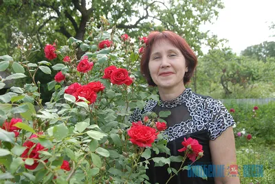 Великолепные картинки роз с потрясающим эффектом черенкования