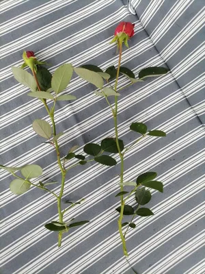 Изумительные фото роз с потрясающим эффектом черенкования в формате jpg, png, webp