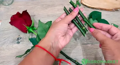 Фантастические фото роз, превращающиеся в настоящие картинки с эффектом черенкования на выбор