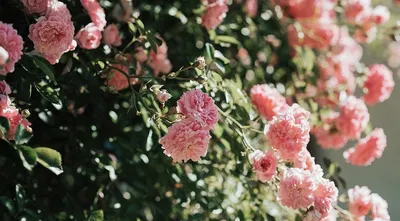 Уникальные снимки роз с потрясающим черенкованием на выбор