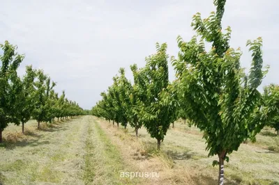 Волшебство природы в одном кадре: фотография дерева черешни с яркими цветами