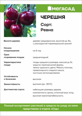 Великолепные фоны с черешней ревна дерева для декорации экрана