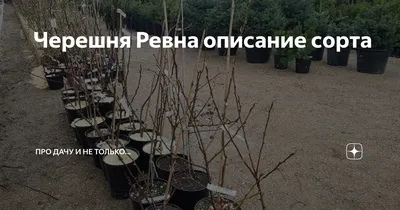 Удивительный рисунок черешни ревны дерева в стиле арт.