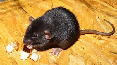Фотка черной крысы в различных форматах