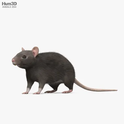 Изображение черной крысы в стиле макрофотографии