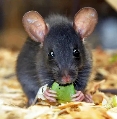 Черная крыса - фото для любителей животных