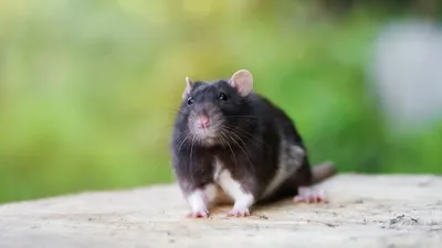 Изображение черной крысы в формате WebP