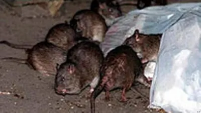 Крыса - изображение с эффектом глубины