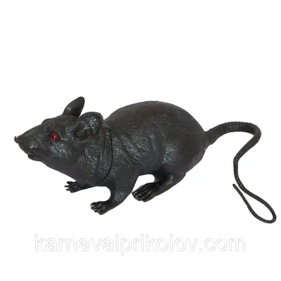 Изображение черной крысы для использования в дизайне интерьера