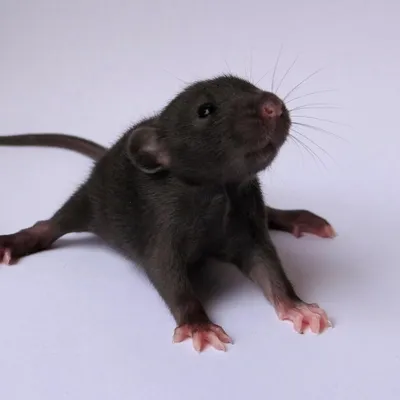 Фото черной крысы для печати на одежде