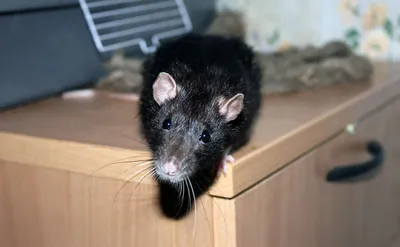 Фотка черной крысы с прекрасной детализацией