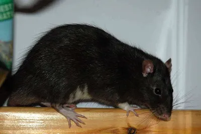 Картинка черной крысы с возможностью выбора размера