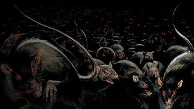 Фото черной крысы для использования в рекламе