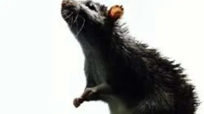 Черная крыса на фотографии с эмоциональным выражением