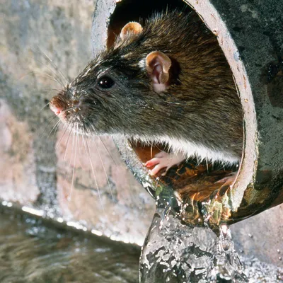 Изображение черной крысы для использования в образовательных целях
