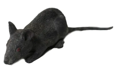 Фотография черной крысы с особым фокусом на шерсти