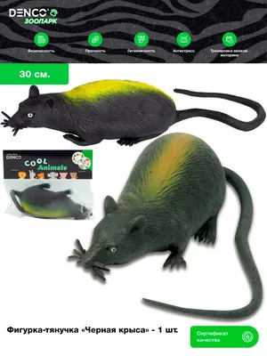 Черная крыса на фото с яркими красками