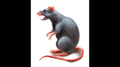 Фото черной крысы с эффектом двойной экспозиции