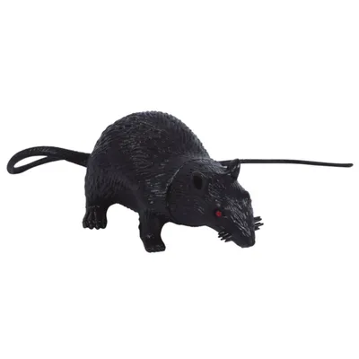 Изображение черной крысы для использования в исследованиях поведения животных