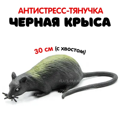 Крыса - фотография в стиле художественного произведения