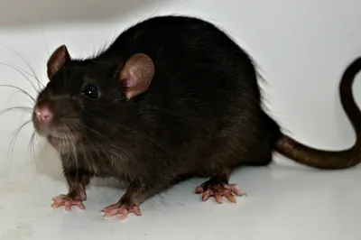 Фото черной крысы с эффектом замедления