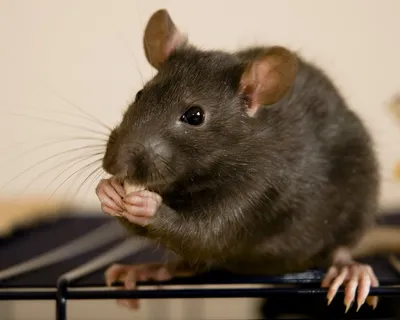Фотка черной крысы с нежным боке