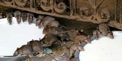 Картинка черной крысы с эффектом холодного оттенка